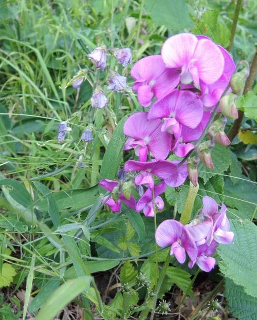 rosenvial Lathyrus latifolius subsp. latifolius
