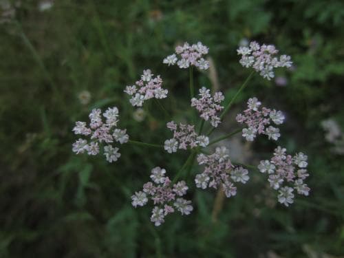 rödkörvel Torilis japonica