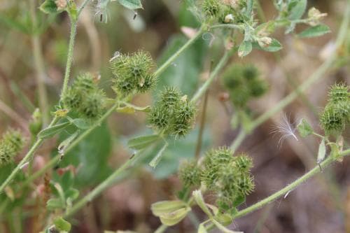 sandlusern Medicago minima