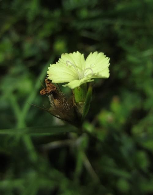 svavelnejlika Dianthus knappii