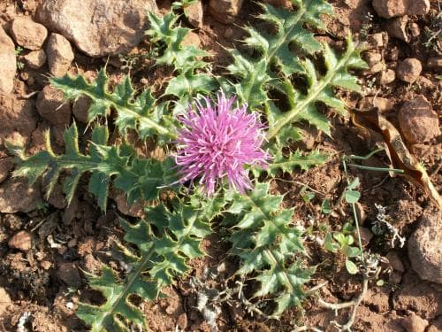 jordtistel Cirsium acaule