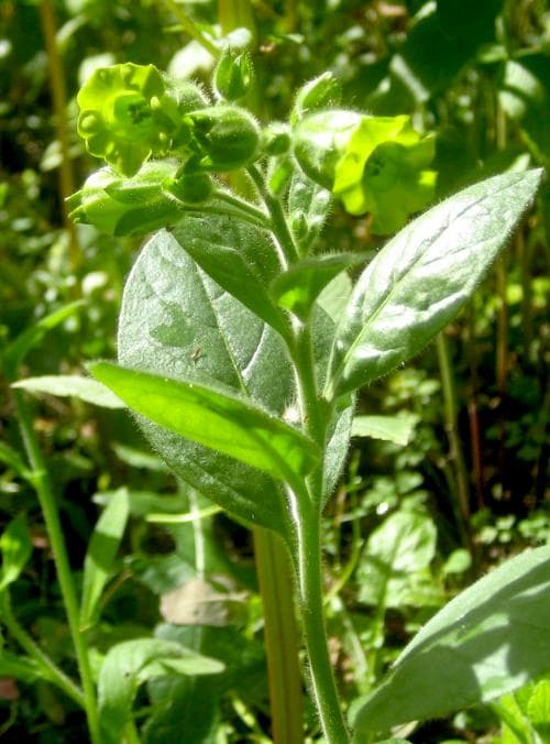 bondtobak Nicotiana rustica