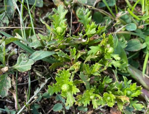 pysslingkrage Mauranthemum paludosum