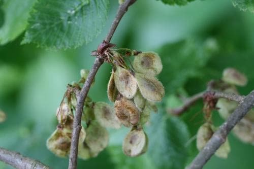 vresalm Ulmus laevis
