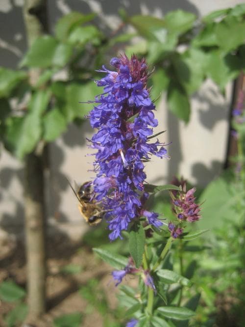 isop Hyssopus officinalis