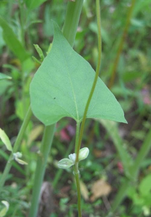 åkerbinda Fallopia convolvulus