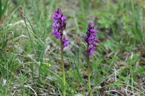 sumpnycklar Dactylorhiza majalis subsp. lapponica