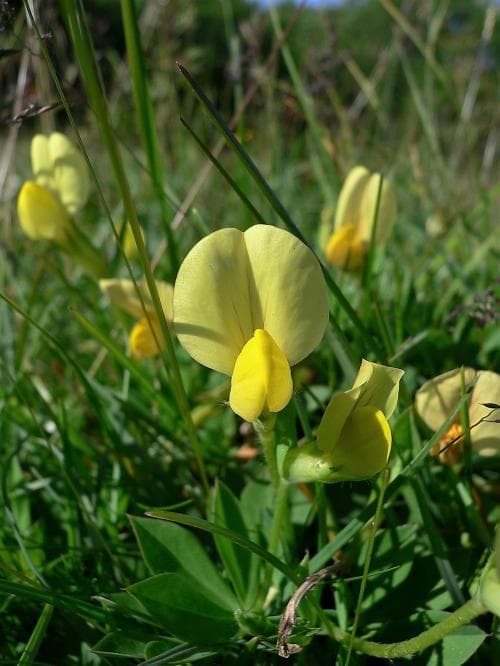 klöverärt Lotus maritimus