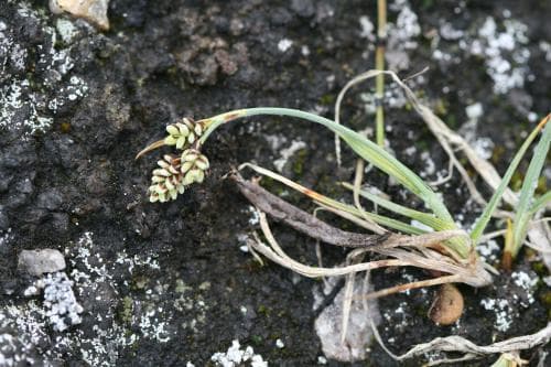 brokstarr Carex bicolor