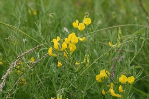 gulvial Lathyrus pratensis