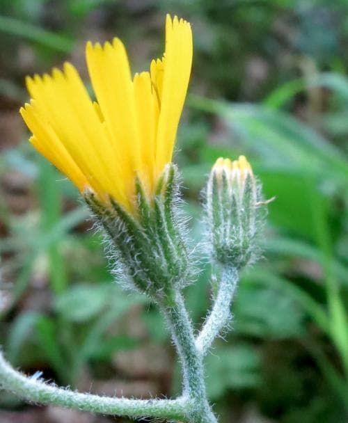trollfibbla Hieracium oistophyllum