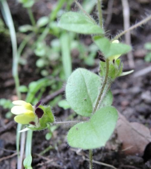rundsporre Kickxia spuria