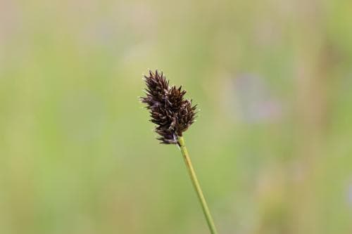 lämmelstarr Carex macloviana