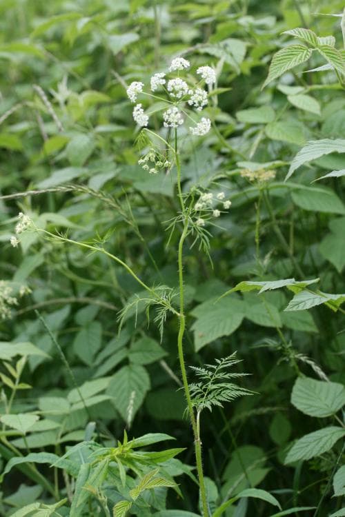 rysskörvel Chaerophyllum prescottii