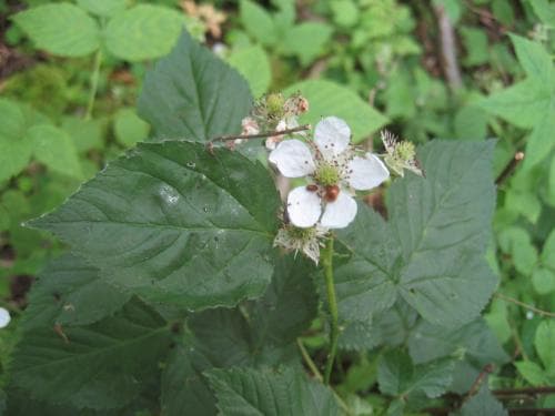 vanligt skogsbjörnbär Rubus nessensis var. nessensis