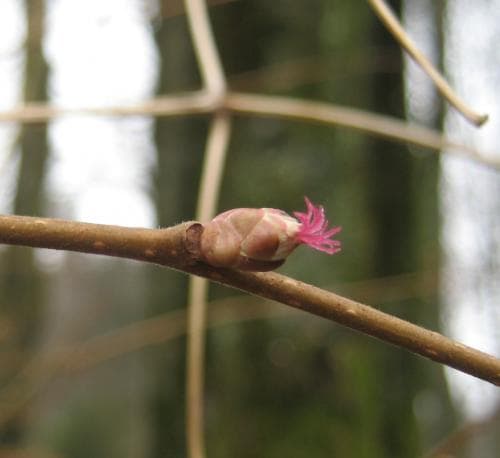 hassel Corylus avellana