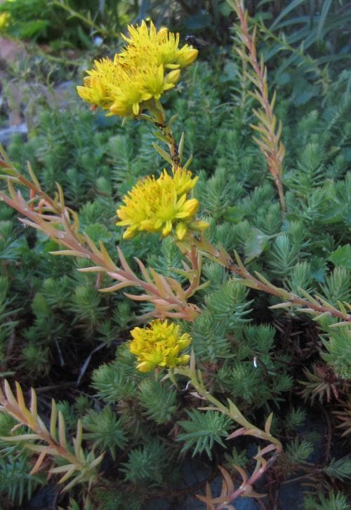 stor fetknopp Petrosedum rupestre