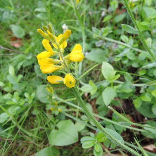 vingginst Genista sagittalis