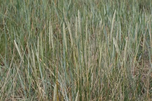 sandrör Ammophila arenaria