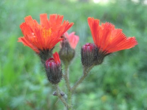 vanlig rödfibbla Pilosella aurantiaca var. aurantiaca