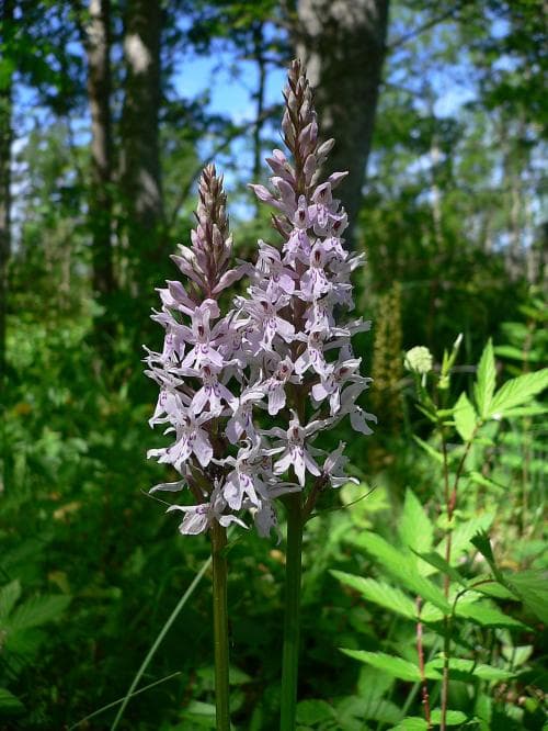 skogsnycklar Dactylorhiza maculata subsp. fuchsii