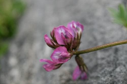 lappvedel Oxytropis lapponica