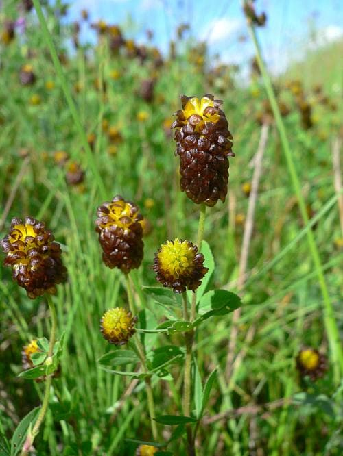 brunklöver Trifolium spadiceum