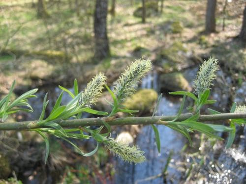 korgvide Salix viminalis