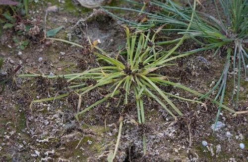 dvärgag Cyperus fuscus