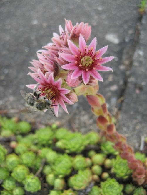 hammarbytaklök Sempervivum globiferum