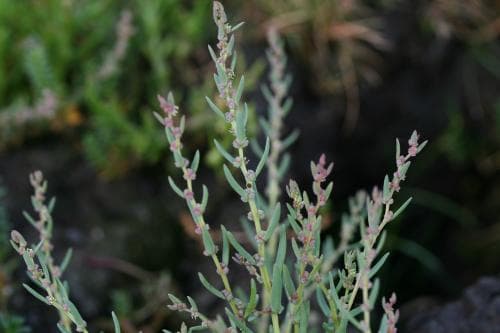 saltört Suaeda maritima