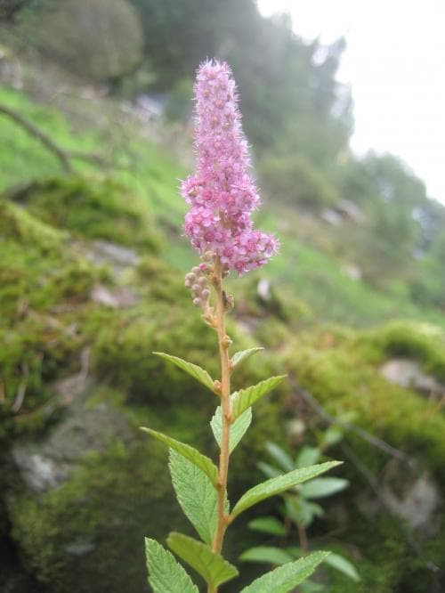 luddspirea Spiraea tomentosa