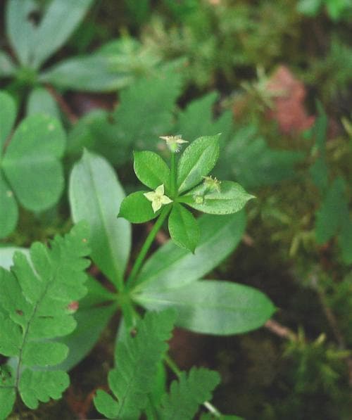 myskmåra Galium triflorum