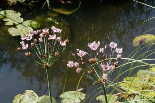 blomvass Butomus umbellatus