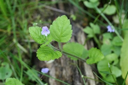skogsveronika Veronica montana