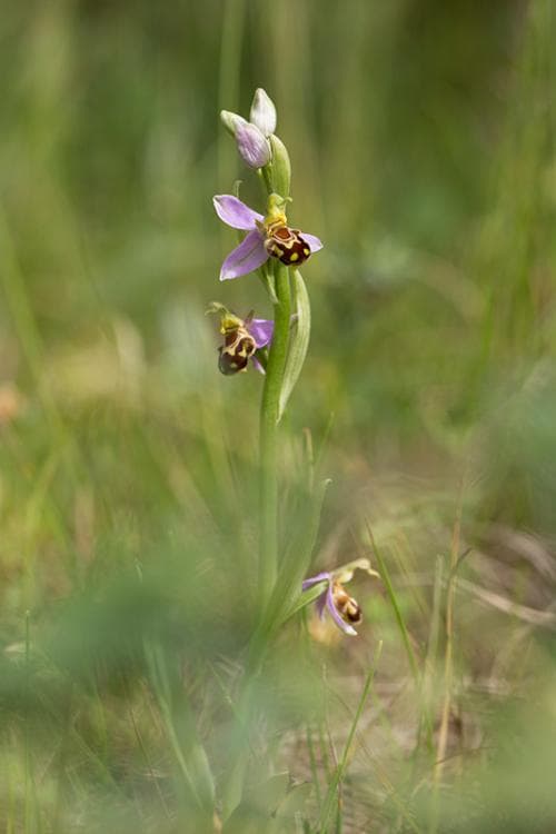 biblomster Ophrys apifera