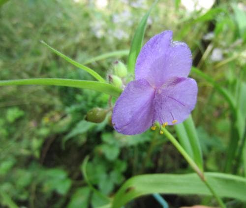 tremastarblomma Tradescantia virginiana