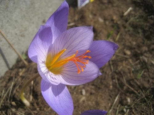 höstkrokus Crocus speciosus