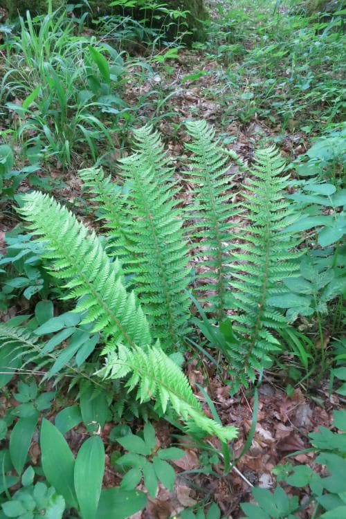 skuggbräken Polystichum braunii