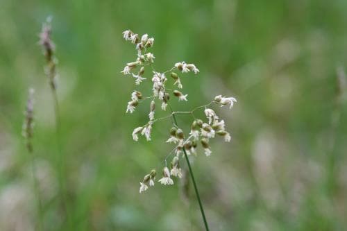 ängsmyskgräs Hierochloë odorata subsp. odorata