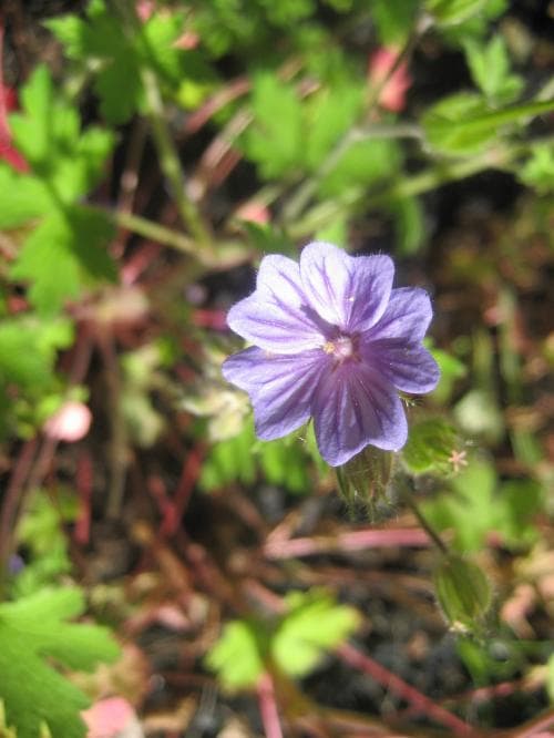 svedjenäva Geranium bohemicum