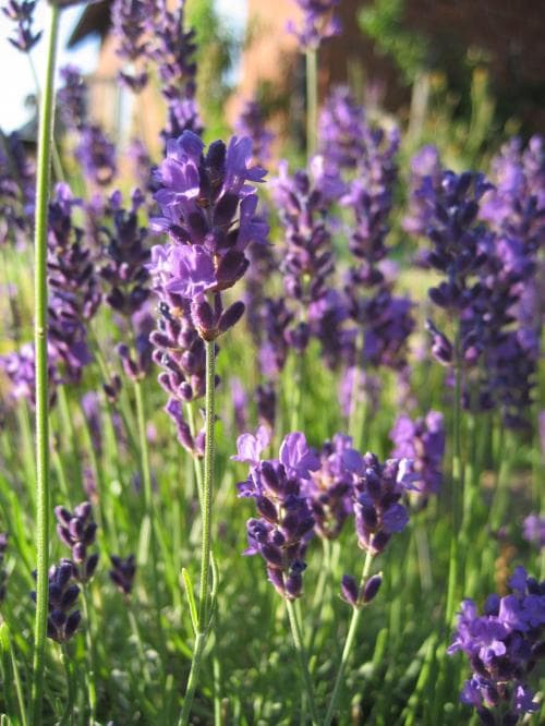 lavendel Lavandula angustifolia