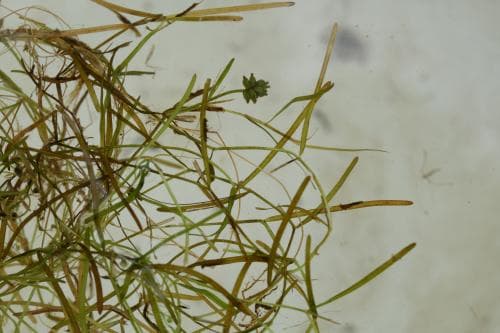 gropnate Potamogeton berchtoldii