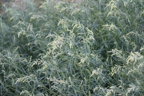 strandmålla Atriplex littoralis