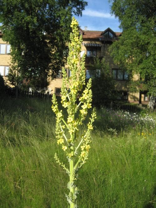 praktkungsljus Verbascum speciosum