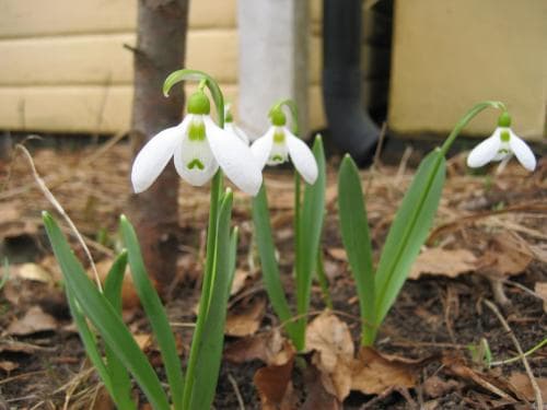 turkisk snödroppe Galanthus elwesii