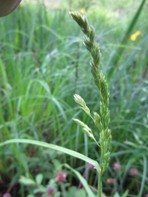 lundäxing Dactylis polygama