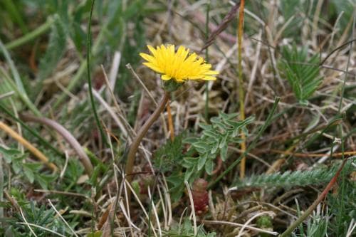 dvärgmaskros Taraxacum obliquum