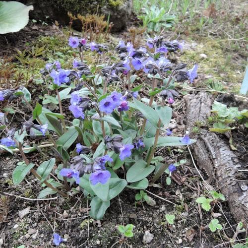 mjuk lungört Pulmonaria mollis
