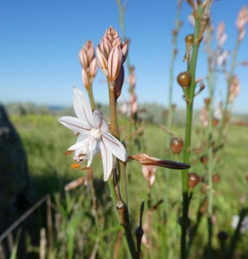 pip-afodill Asphodelus fistulosus